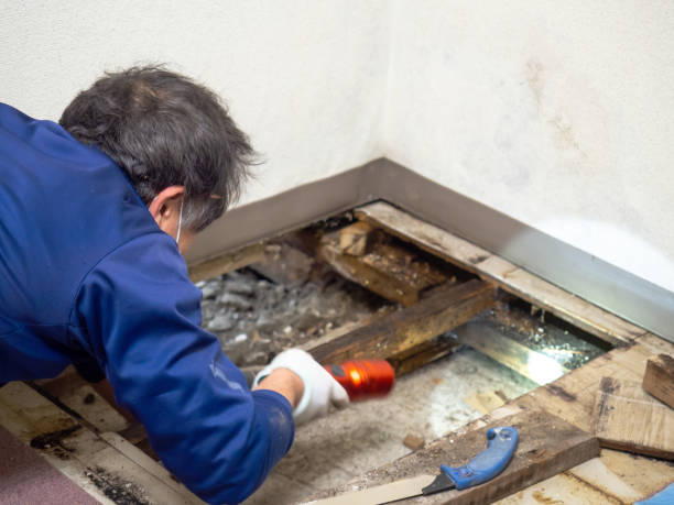 Best Mold Removal and Inspection  in Speers, PA