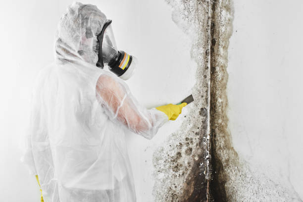 Mold Removal and Inspection in Speers, PA