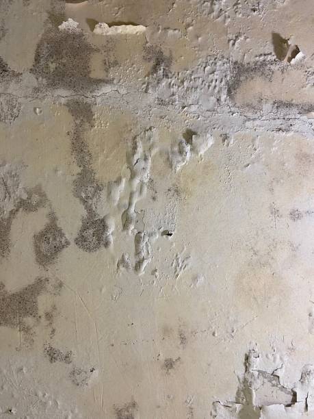 Best Certified Mold Removal  in Speers, PA